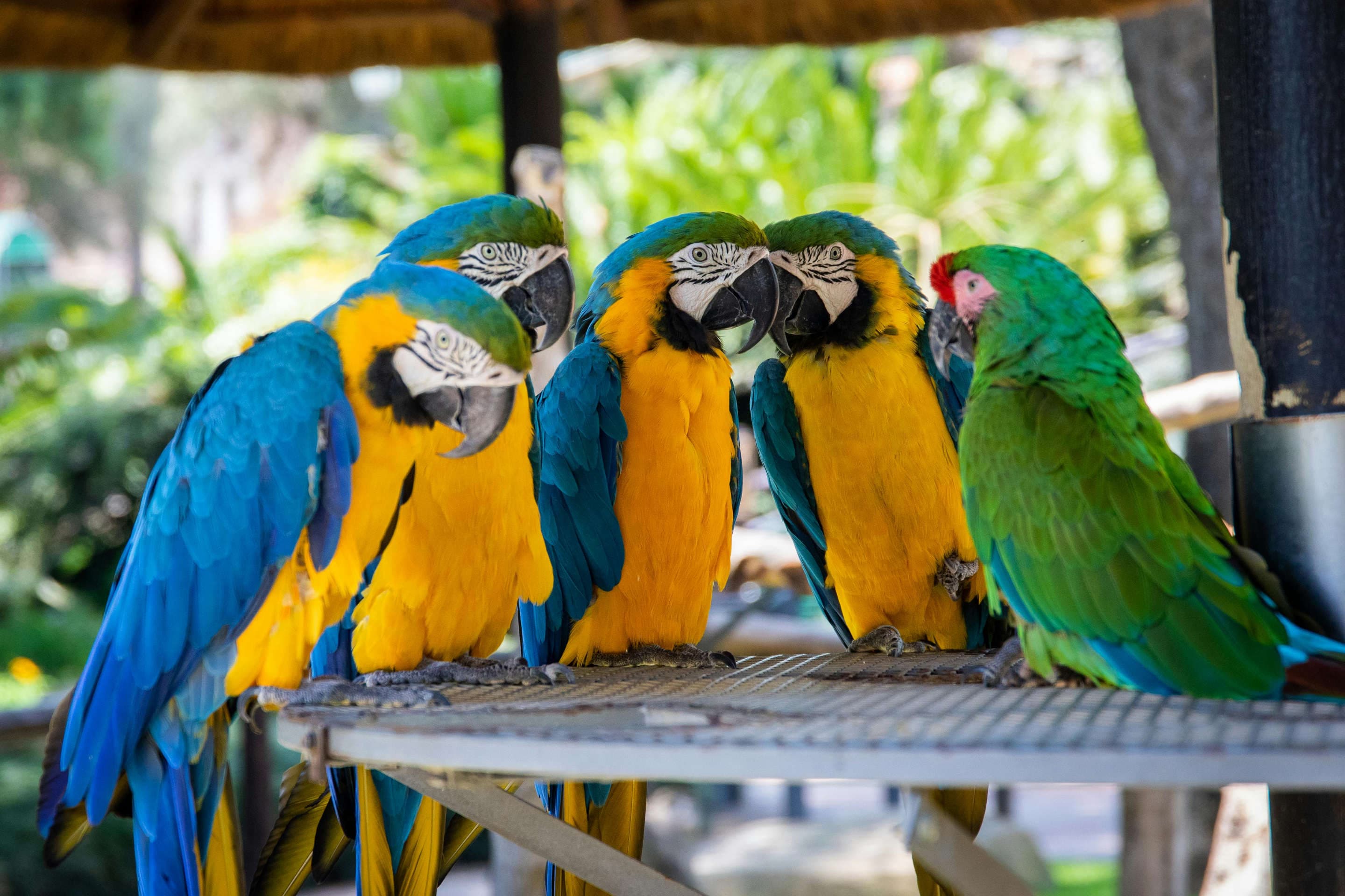 Parrots in a group